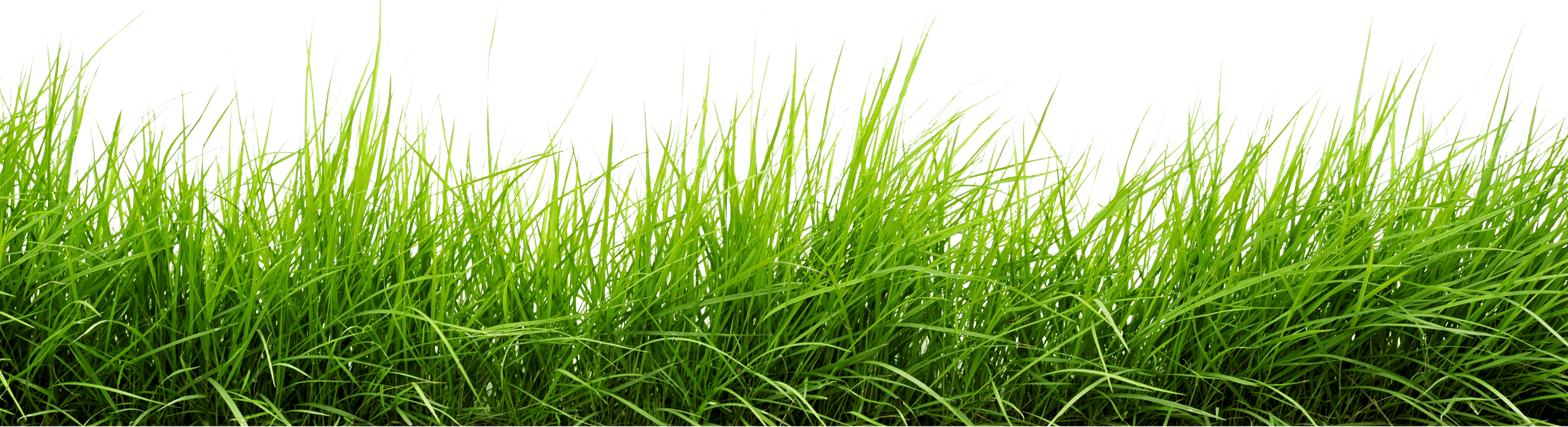 grass